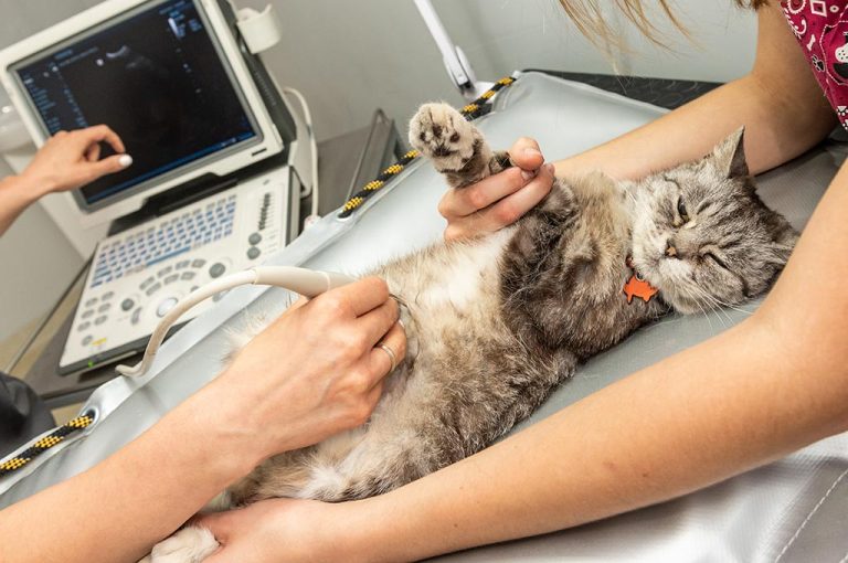 Animal Care